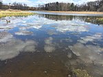 Frost museum pond with goose